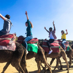 Four students on camels